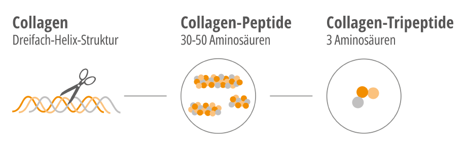 Collagen Tripeptide